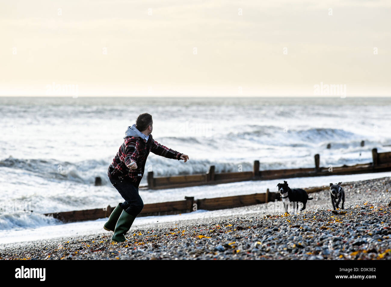 Un homme lançant une boule pour 2 chiens sur une plage Banque D'Images