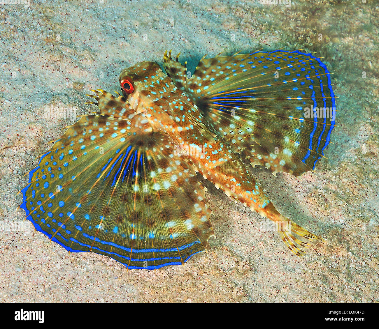 Flying gurnard fish Banque de photographies et d'images à haute résolution  - Alamy