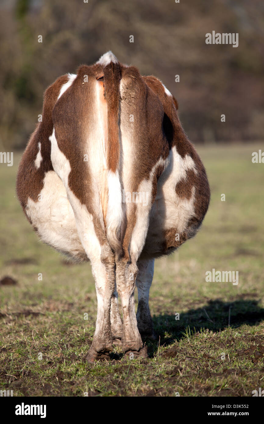 Vache Banque D'Images