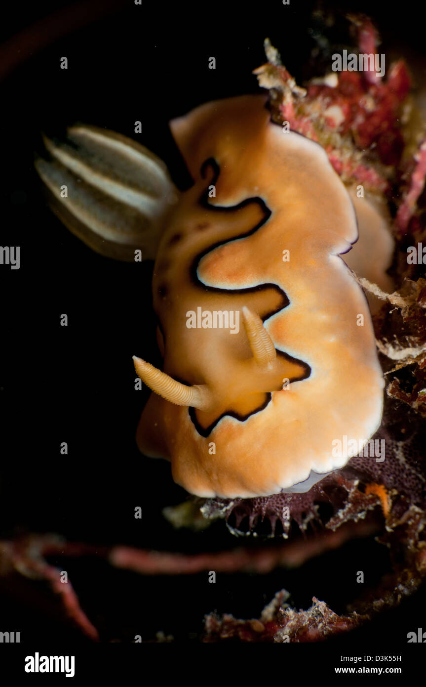 Chromodoris coi sea slug nudibranche, Pulau Tioman, Pahang, Malaisie. Banque D'Images