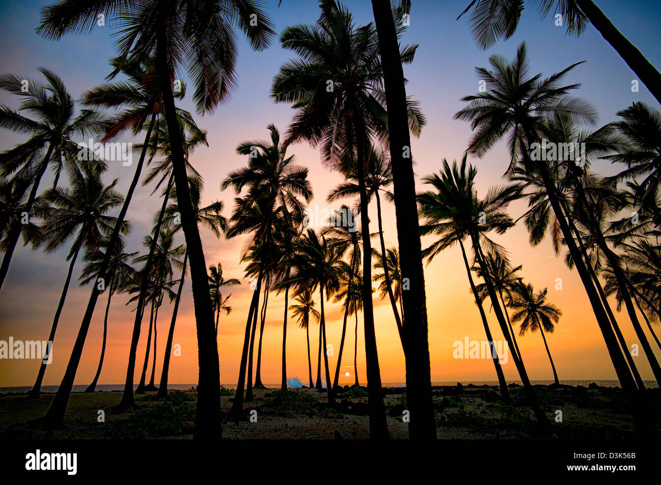 Palmiers à l'endroit de refuge avec le coucher du soleil. Honaunau Parc historique national. La Big Island, Hawaii. Banque D'Images