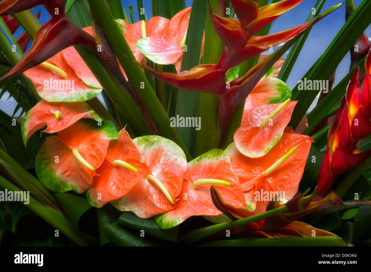 Fleur tropicale afficher avec Anthurium. Banque D'Images