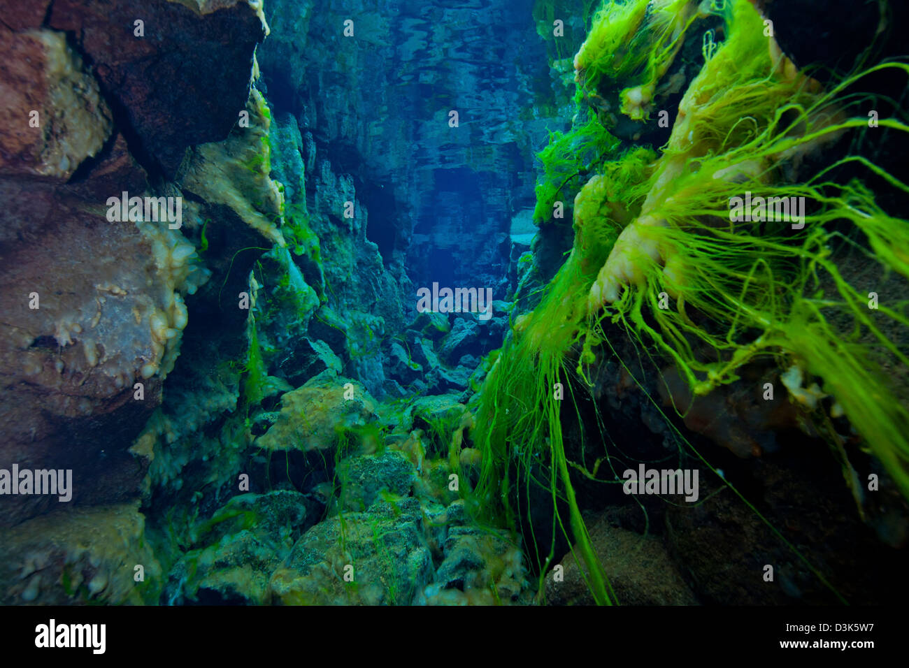 Brins d'algues vertes fluorescentes spectaculaires et des algues jaunes sur les roches volcaniques dans l'eau claire, de gin, de crack Silfra S.p.a. l'Islande. Banque D'Images