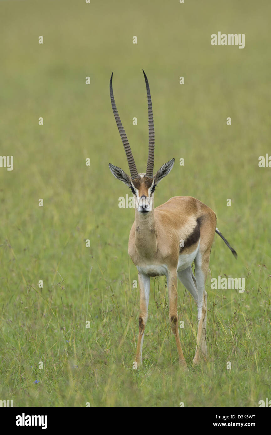 Grant's (Gazella granti), Ol Pejeta Wildlife Conservancy, Laikipia, Kenya Banque D'Images Grant's (Gazella granti), Ol Pejeta Wildlife Conservancy, Laikipia, Kenya Banque D'Images