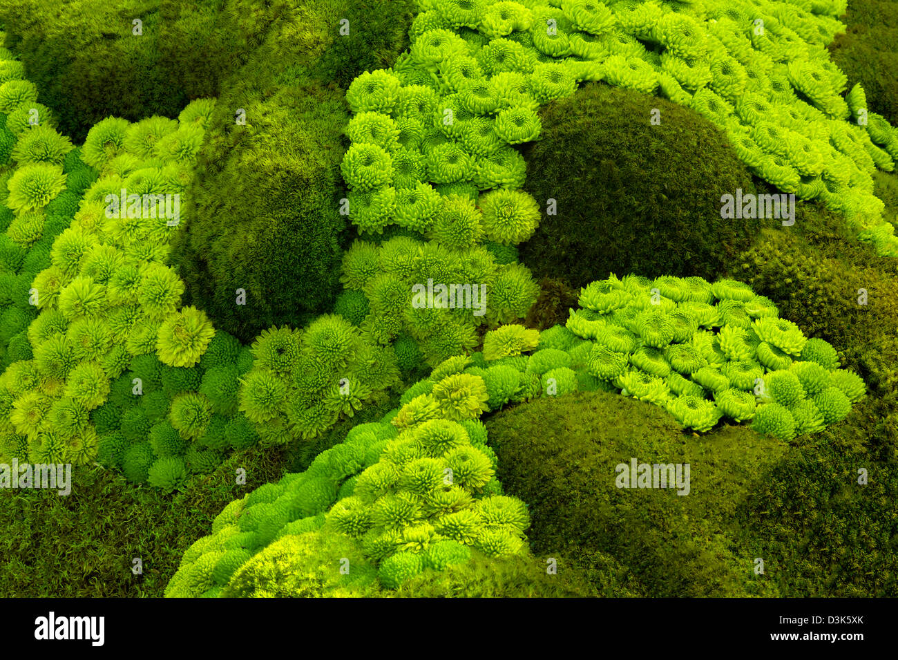 Mousses et rock garden succulentes. Banque D'Images