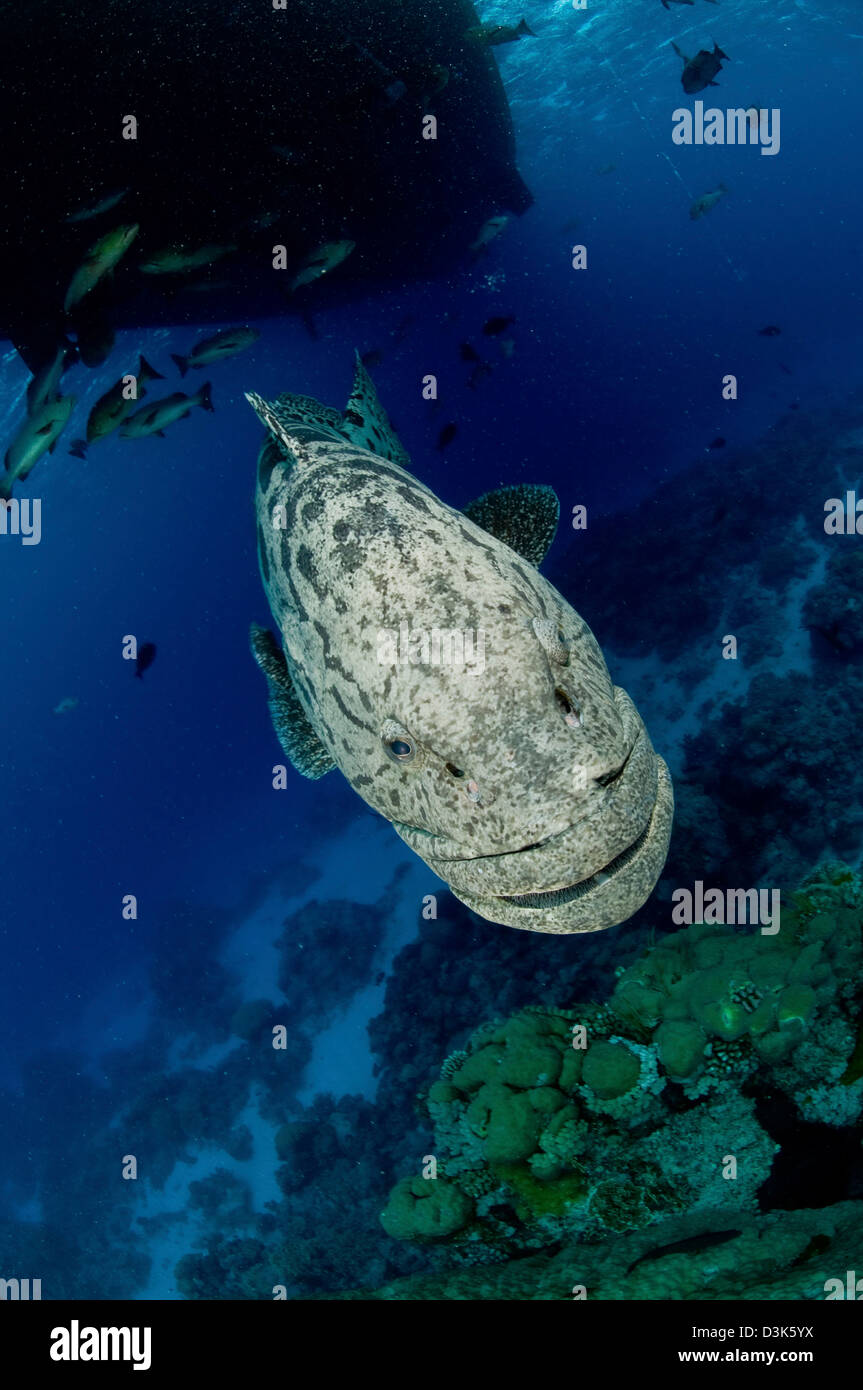 Le mérou géant, Grande Barrière de Corail, Queensland, Australie. Banque D'Images