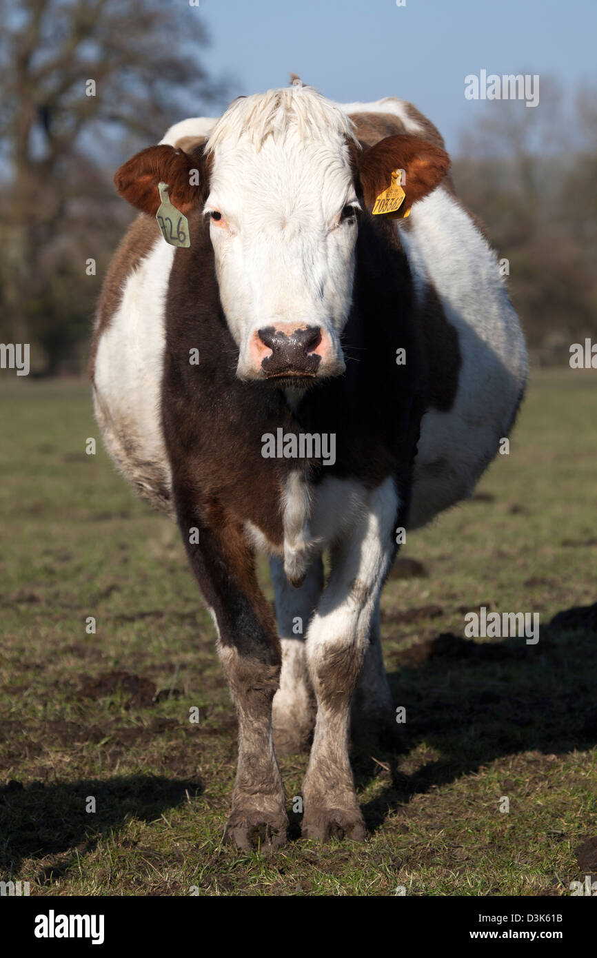 Vache Banque D'Images