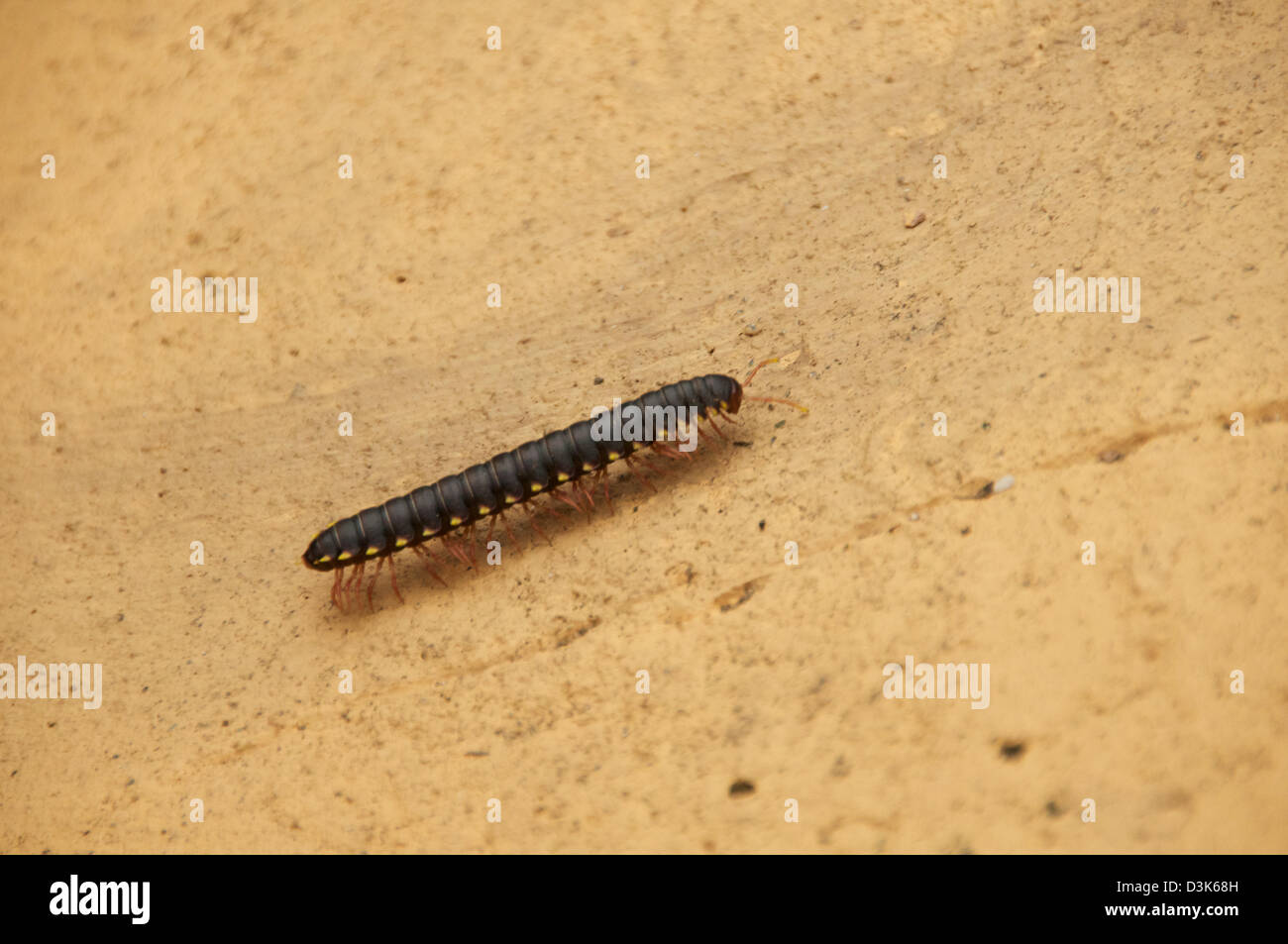 Centipede close up sur trottoir au Costa Rica (Scutigeromorph) Banque D'Images