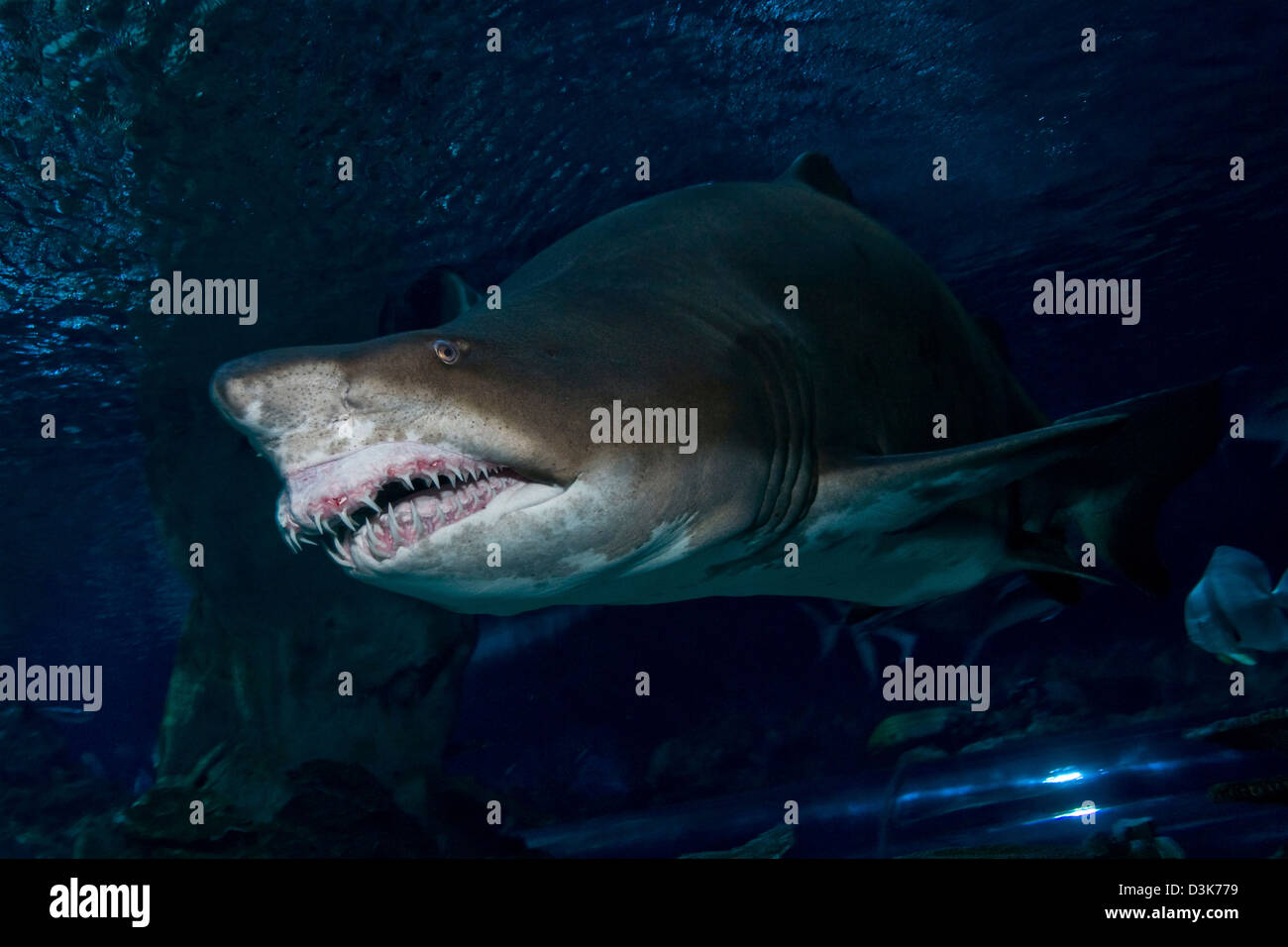Sand Tiger Shark, Bleu Aquarium Zoo, Beijing, Chine. Banque D'Images