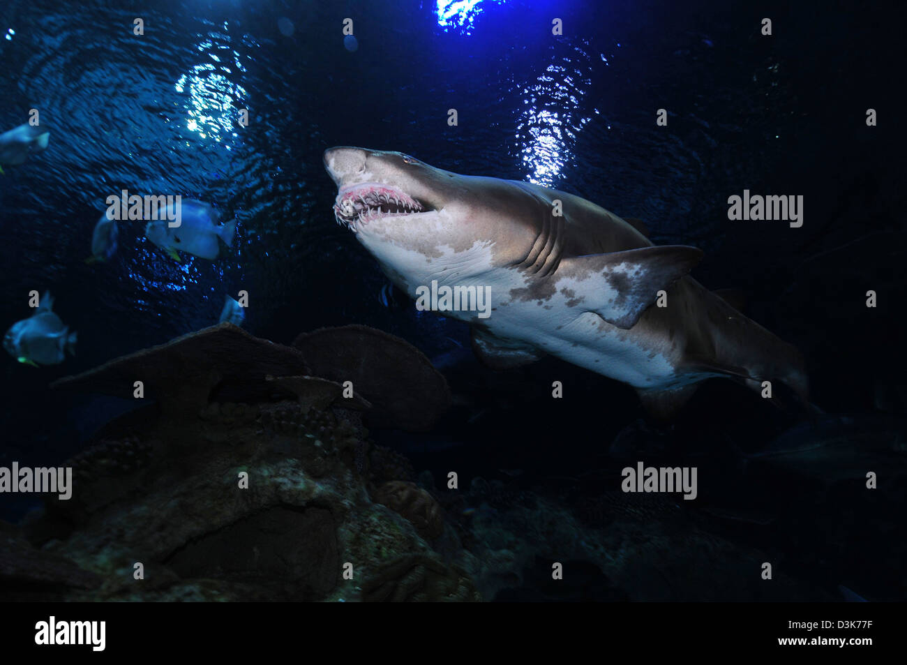 Sand Tiger Shark, Bleu Aquarium Zoo, Beijing, Chine. Banque D'Images