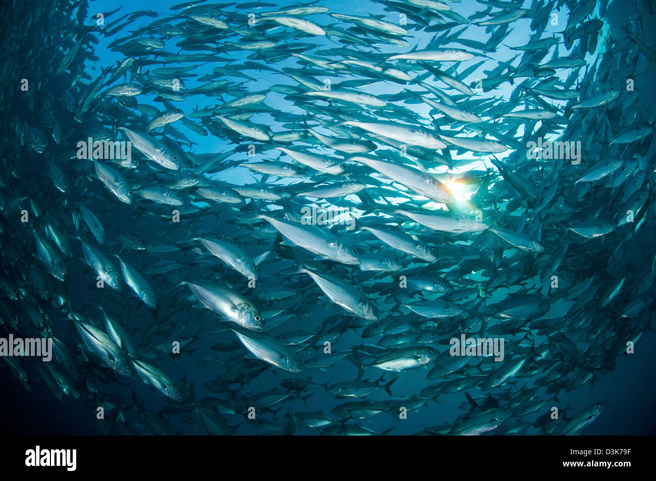 L'École de valets de Liberty Wreck, Bali, Indonésie. Banque D'Images