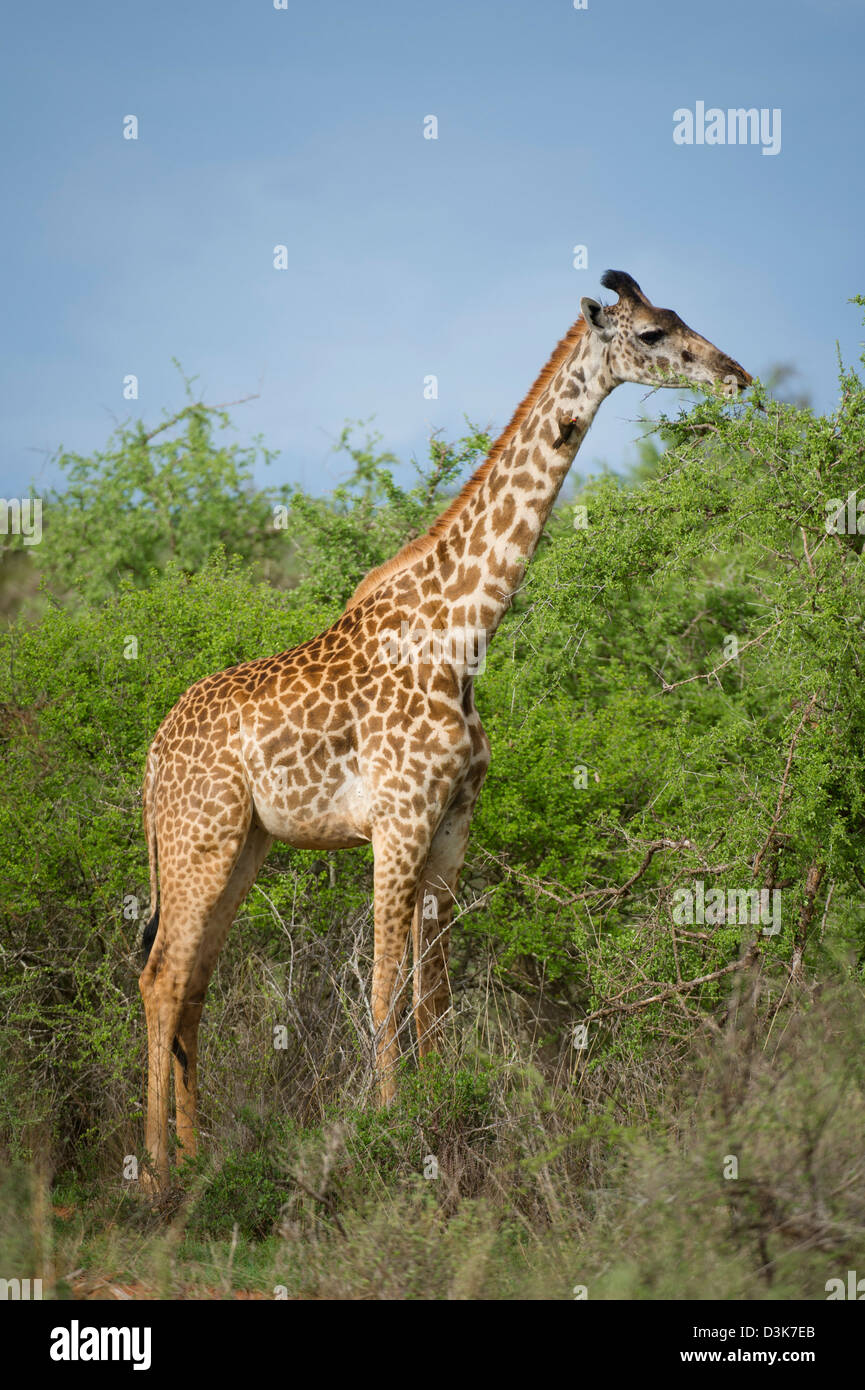 Maasai Girafe (Giraffa camelopardalis tippelskirchi), Selenkay Conservancy, Kenya Banque D'Images