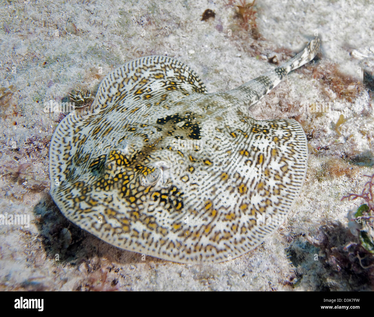 Stingray jaune en mer des Caraïbes. Banque D'Images
