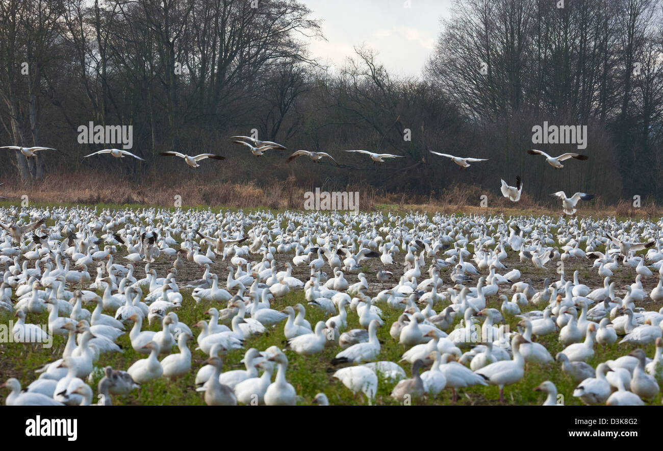 WA08144-00...WASHINGTON - un grand troupeau d'oies blanches dans un champ agricole hivernant sur l'île de sapin dans le Delta de la rivière Skagit. Banque D'Images