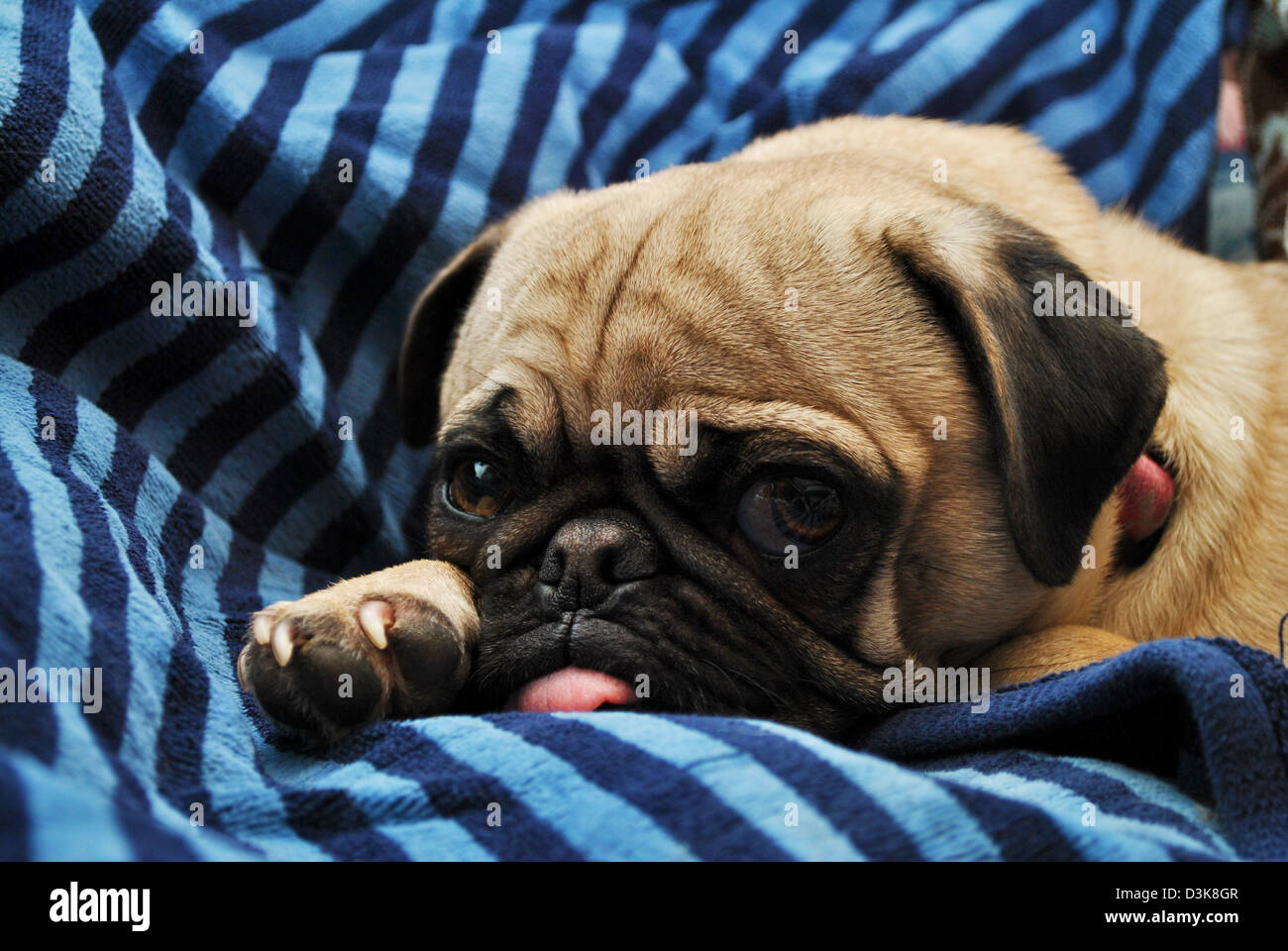 Les jeunes portant sur un Pug Couverture bleue Banque D'Images