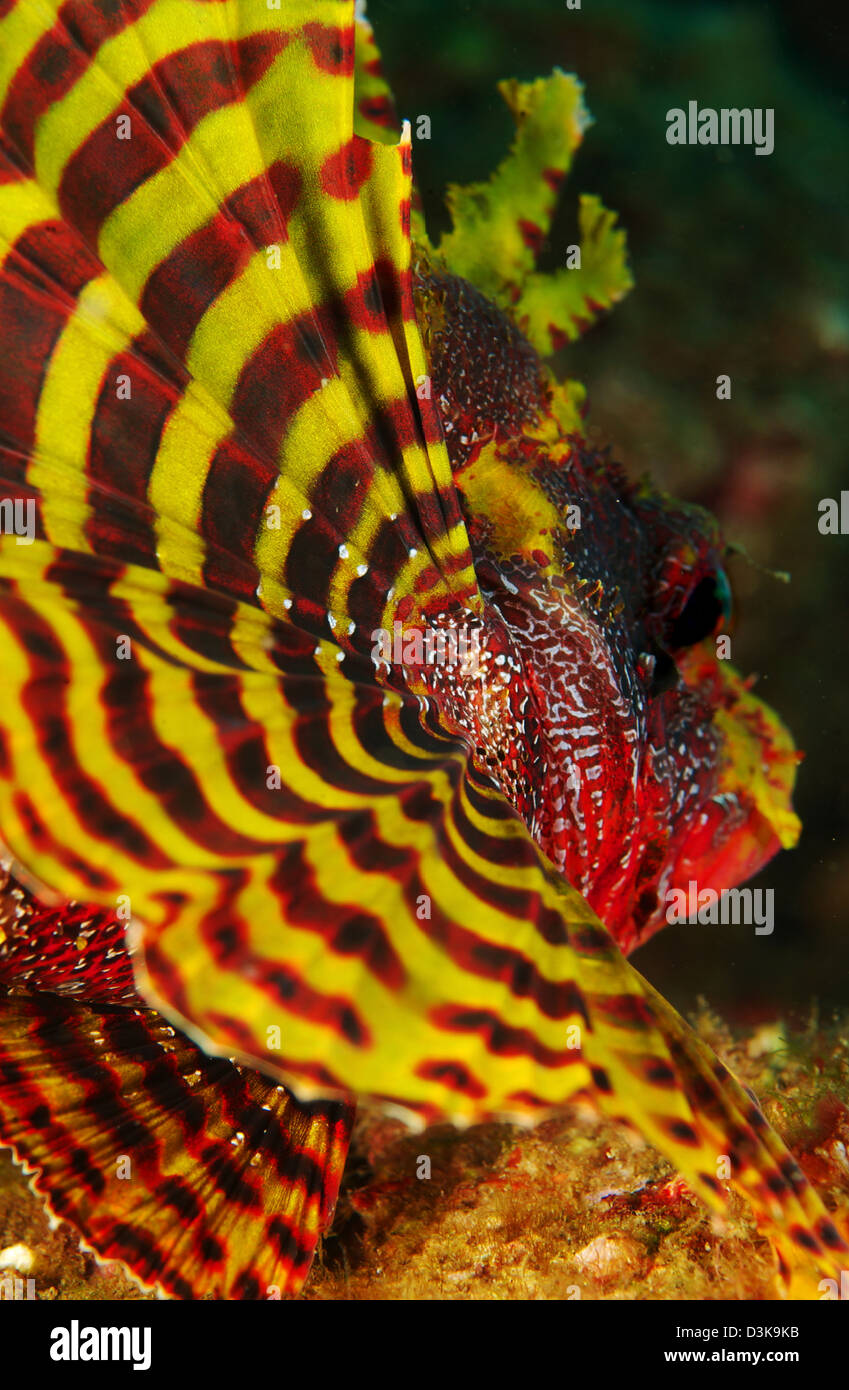 Rouge et jaune vif de la nageoire pectorale d'un nain (poisson-papillon Dendrochirus brachypterus), le Détroit de Lembeh, au nord de Sulawesi, Indonésie. Banque D'Images