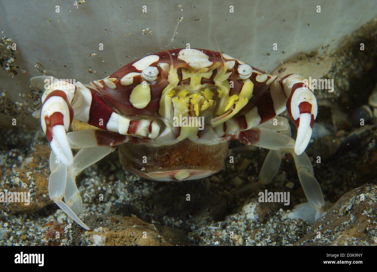 Crabe rouge et blanc arlequin (Lissocarcinus laevis) de la diffusion de ses oeufs, le Détroit de Lembeh, au nord de Sulawesi, Indonésie. Banque D'Images
