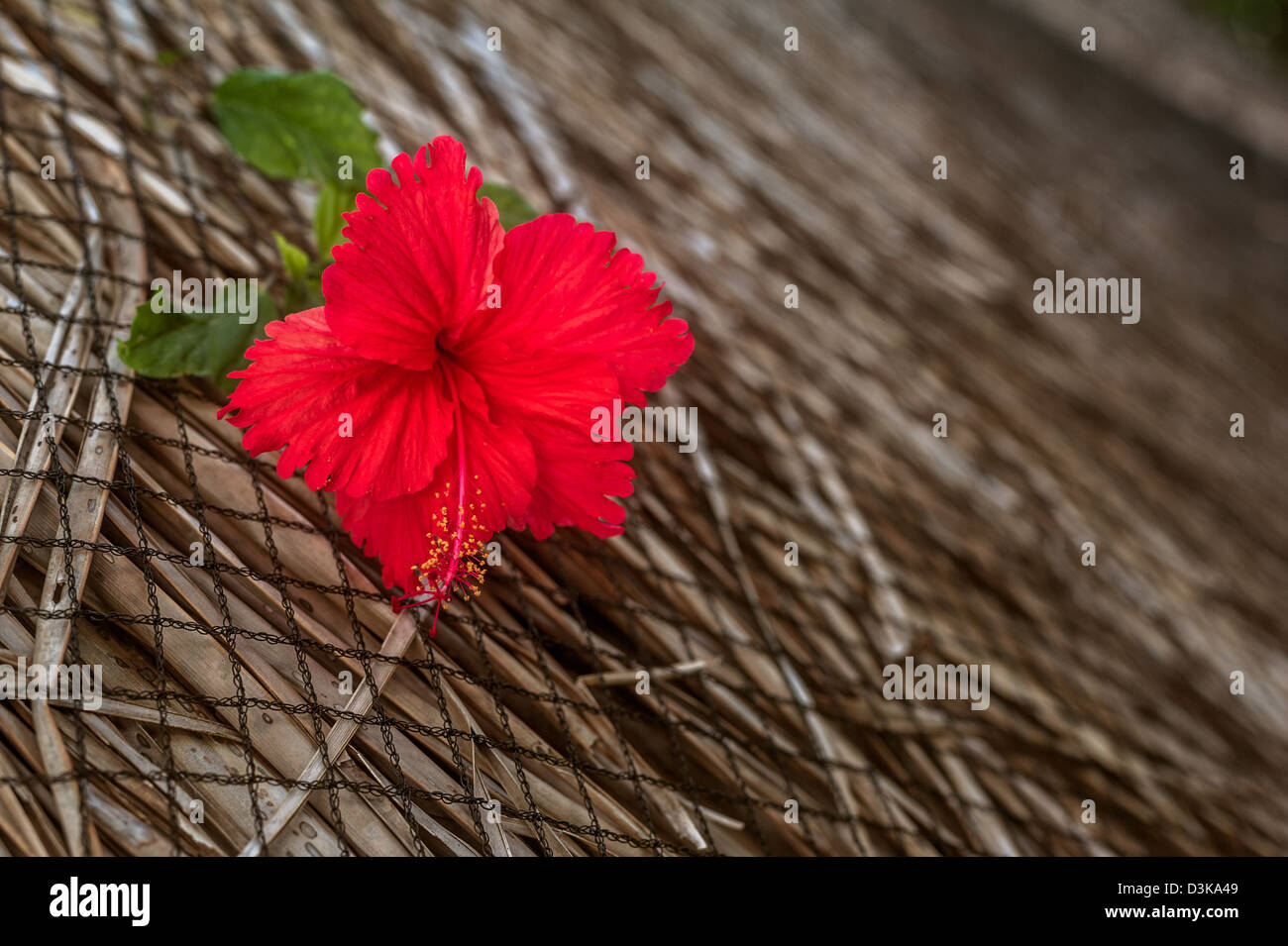 Fleur d'Hibiscus sur le toit Banque D'Images