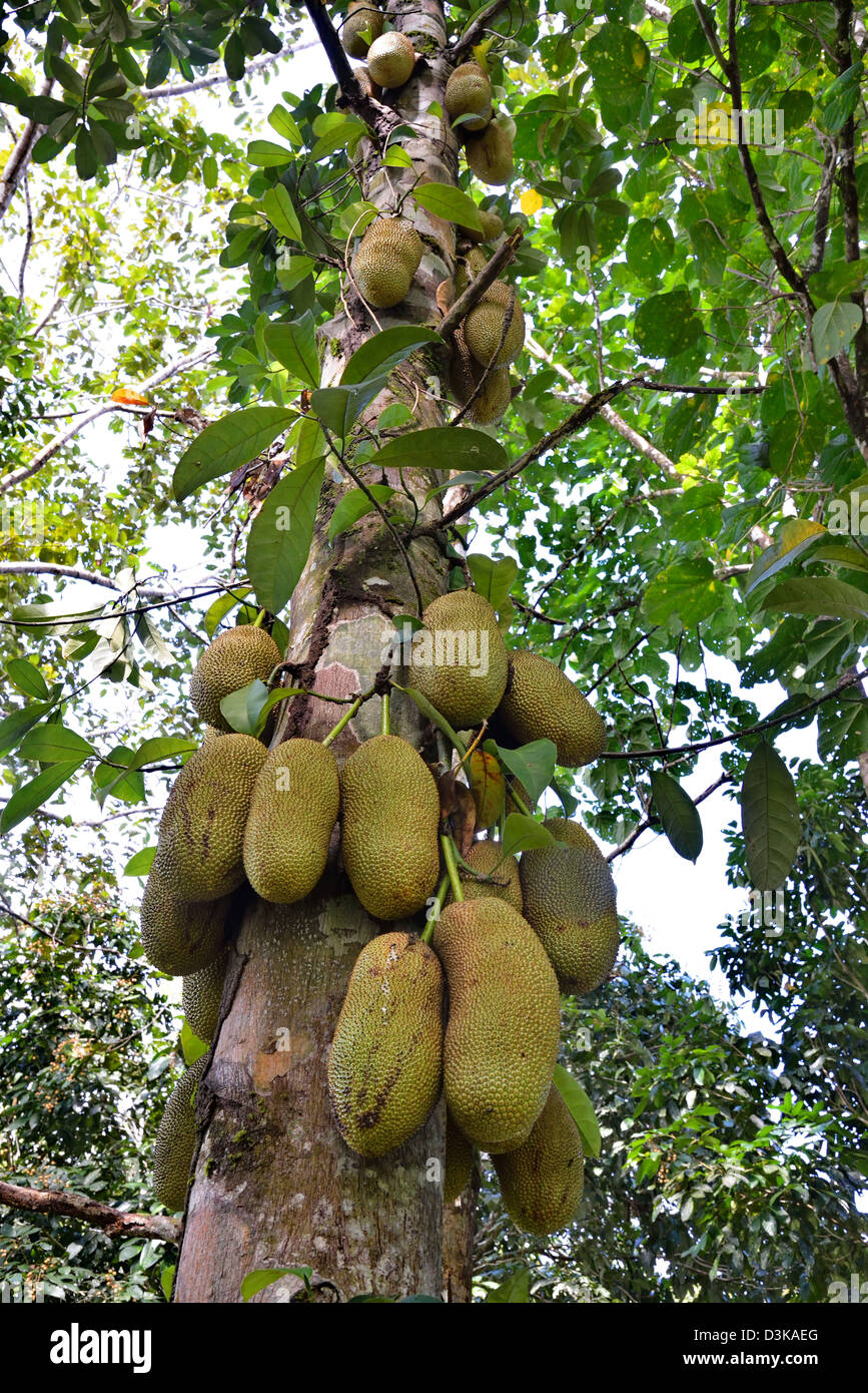 Le fruit de l'Artocarpus integer, communément appelé cempedak (prononcé 'chem-pe-dak'), ion l'arbre Banque D'Images