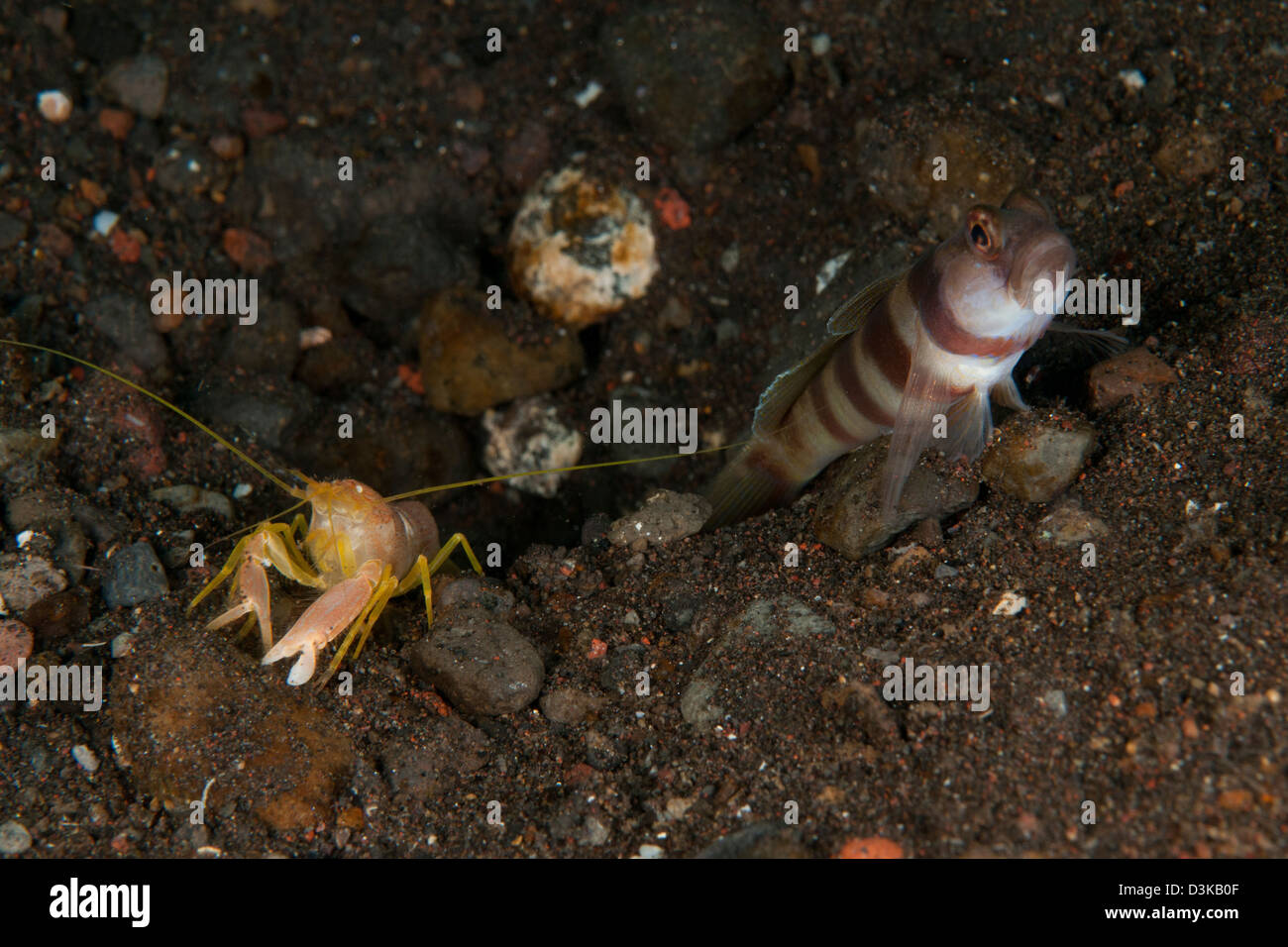 Orange, blanc et bleu avec gobie jaune et rouge commensal crevettes aveugles, Bali, Indonésie. Banque D'Images