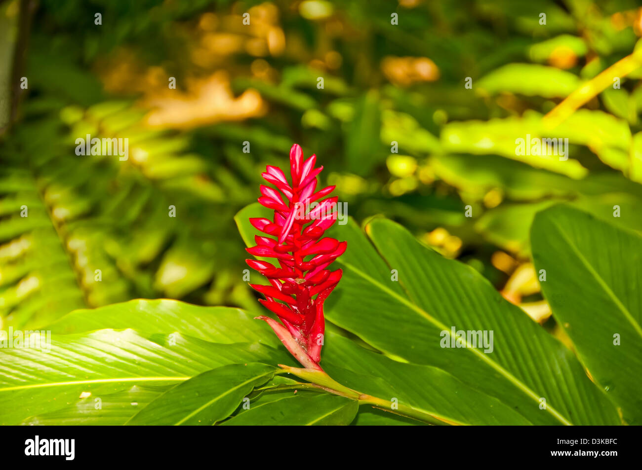 Gingembre rouge fleur, plante tropicale, aussi appelée plume Autruche Rose et gingembre cône Banque D'Images