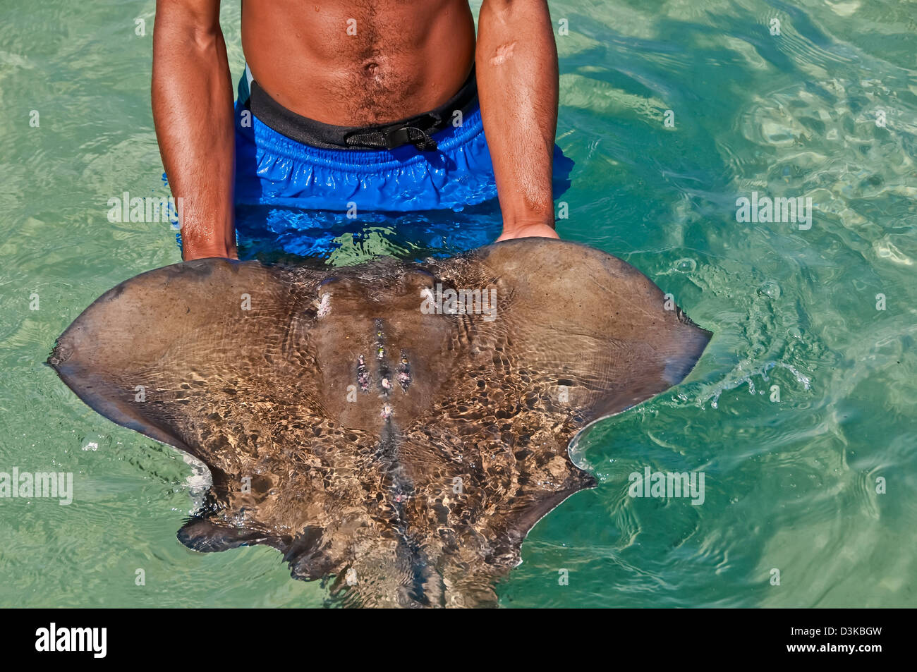 L'homme de la Jamaïque Ocho Rios est titulaire à l'stringray Dolphin Cove, attraction touristique Banque D'Images