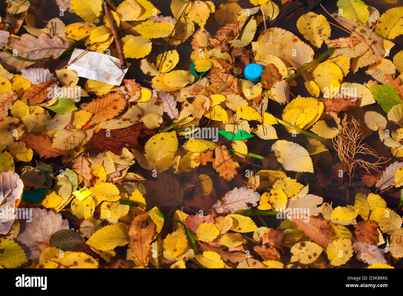 La pollution urbaine - les plastiques PET jaune flottant entre les feuilles d'automne sur le lac Burley Griffin Canberra Australie Banque D'Images