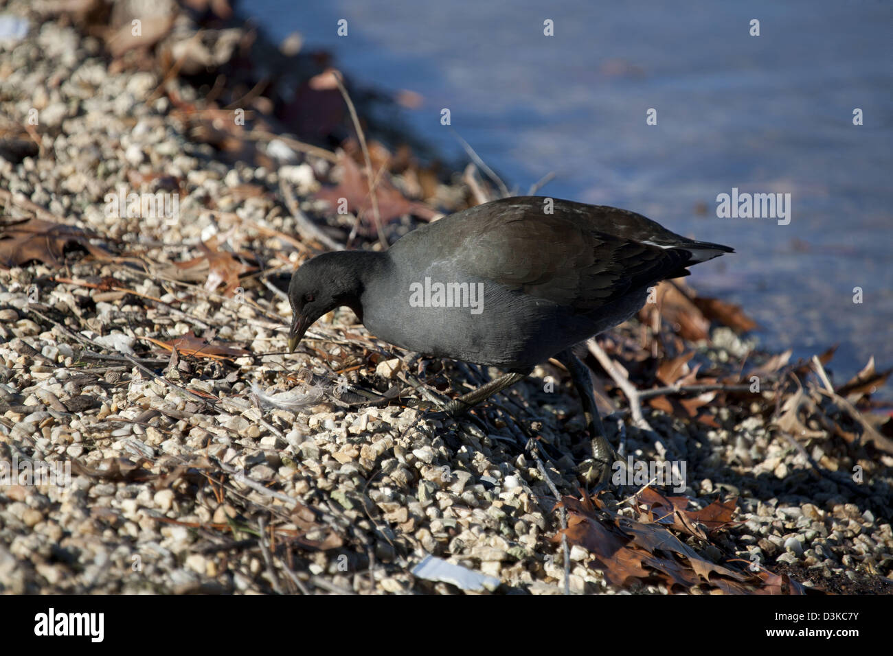 Originaire de Tasmanie Hen se nourrissant sur le bord du lac Burley Griffin Canberra Australie Banque D'Images