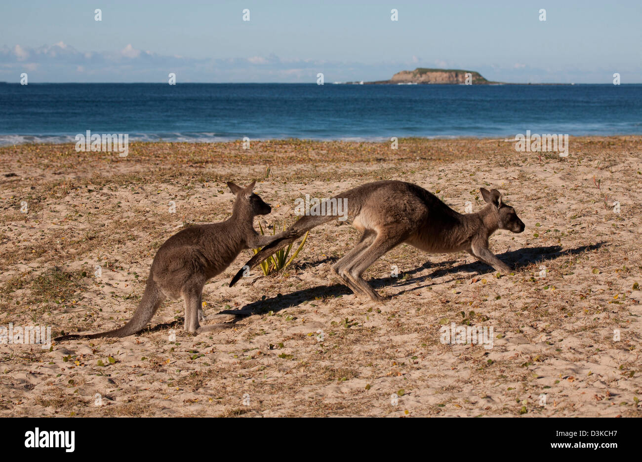 Mère kangourou gris de l'Est et de la plage de galets de Joey Murramarang Park National Côte sud de la Nouvelle-Galles du Sud Australie Banque D'Images
