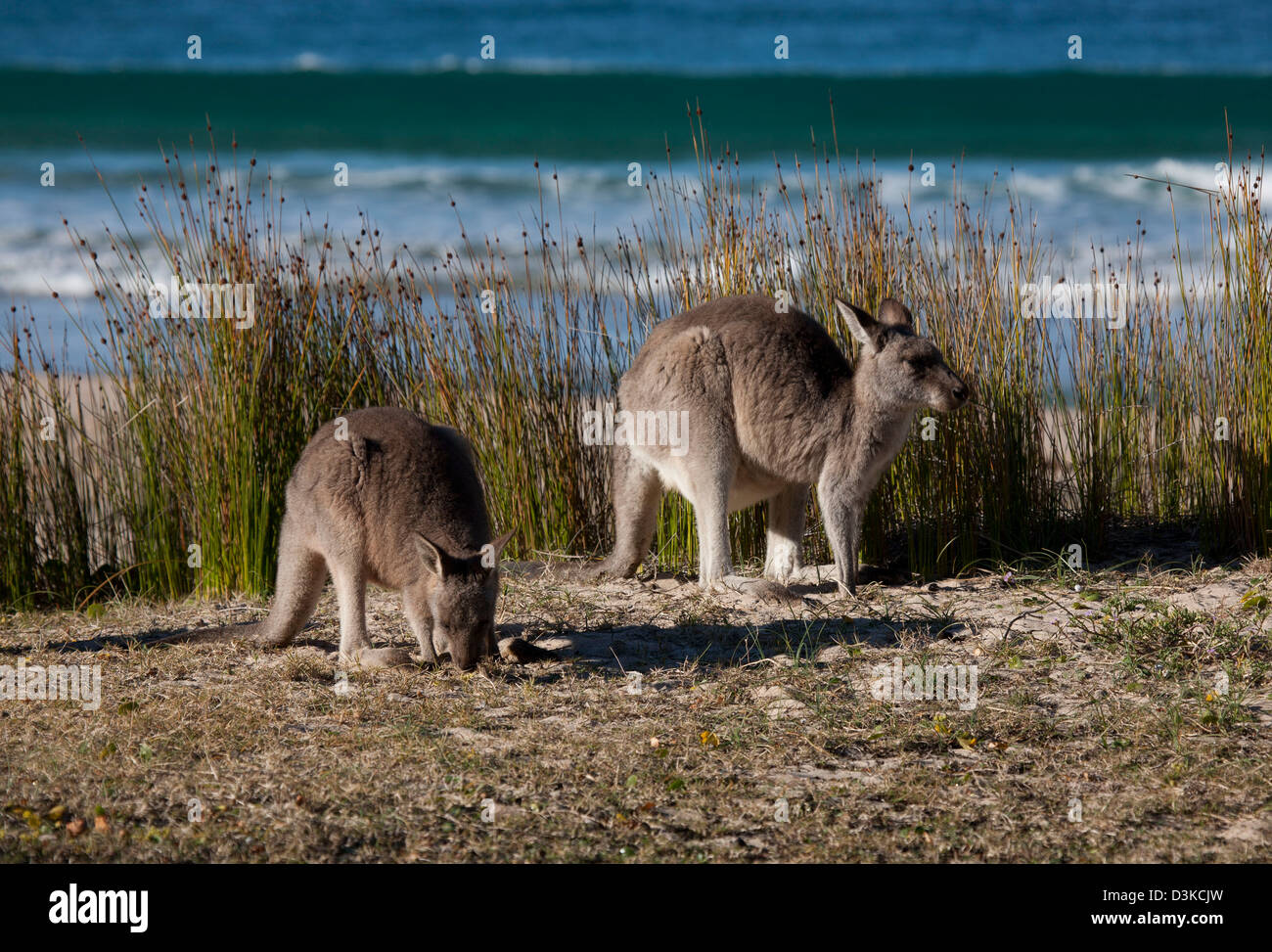 Mère kangourou gris de l'Est et de la plage de galets de Joey Murramarang Park National Côte sud de la Nouvelle-Galles du Sud Australie Banque D'Images