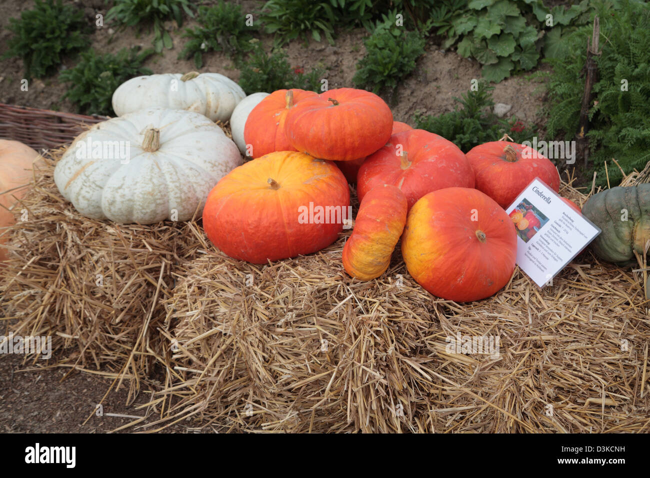 Futterkamp, Allemagne, Cendrillon Pumpkins allongé sur une botte de paille Banque D'Images