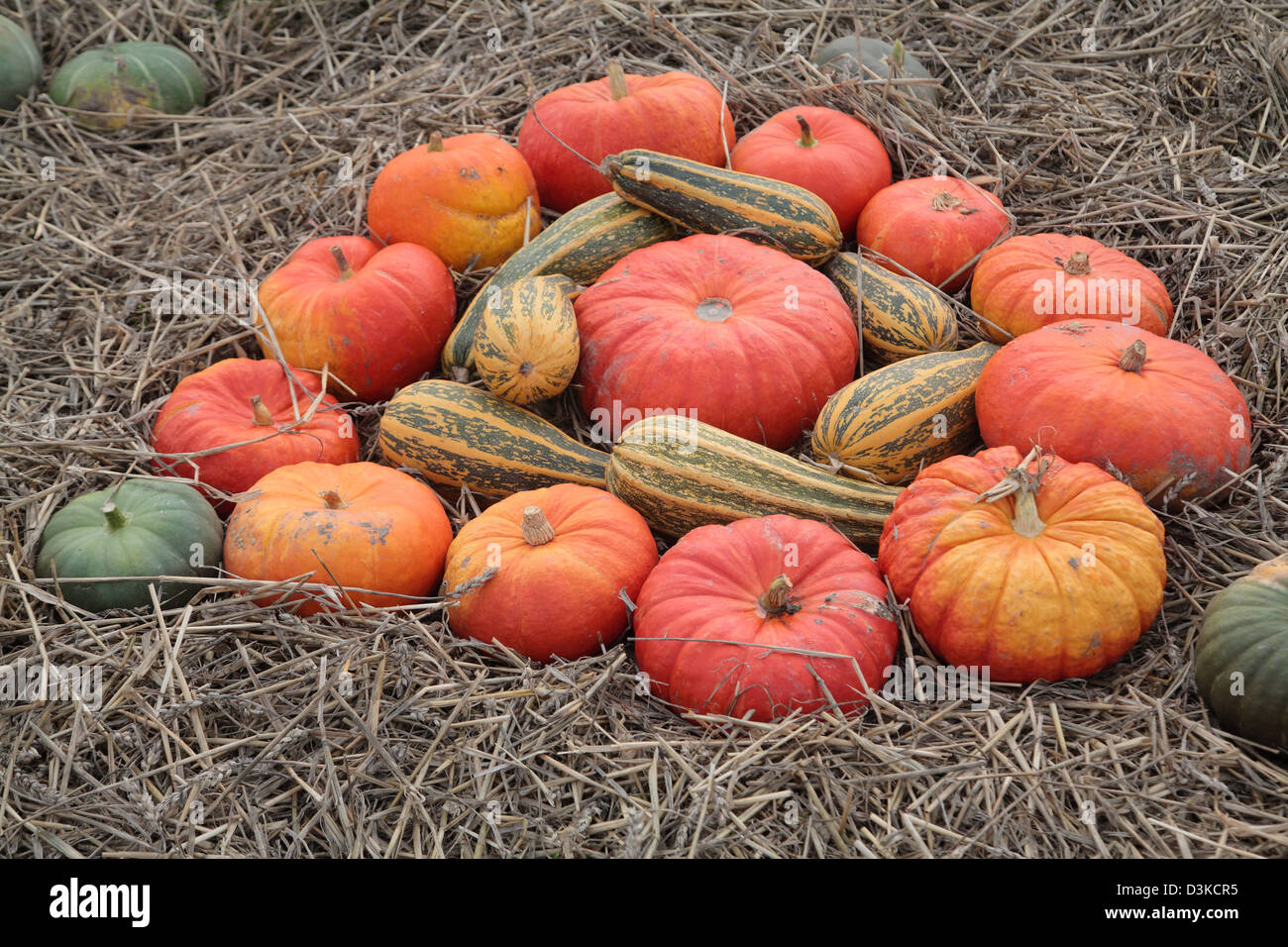 Futterkamp, l'Allemagne, l'arrangement des Kuerbissorten différents sur une balle de paille Banque D'Images