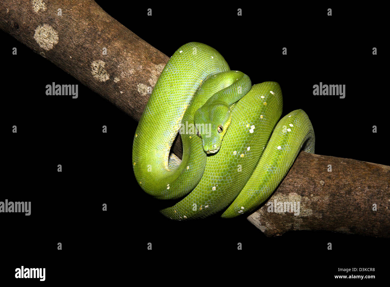 Green Tree python morelia viridis avec fond noir adapté pour la découpe Banque D'Images
