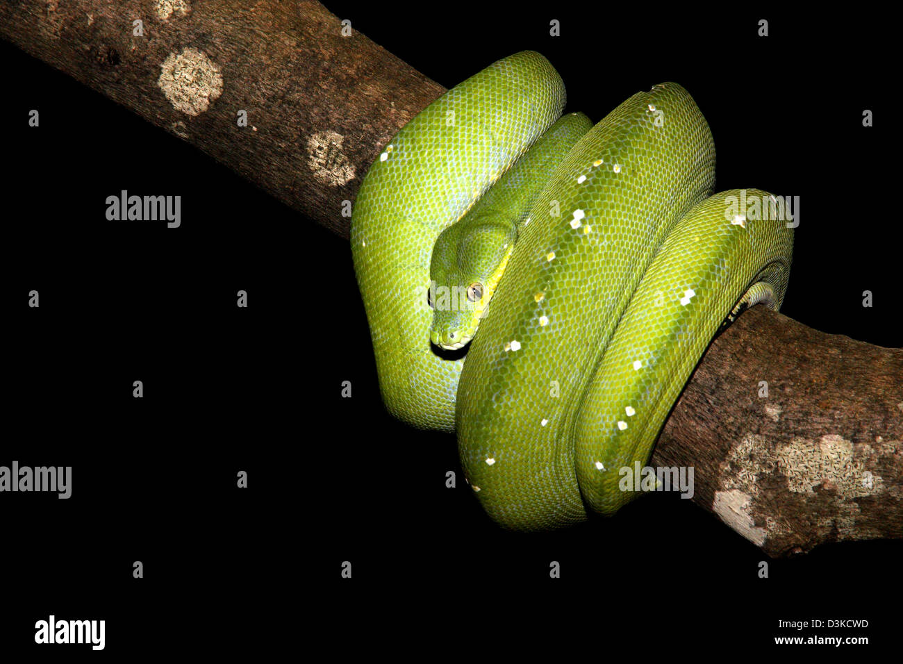 Green Tree python morelia viridis avec fond noir adapté pour la découpe Banque D'Images