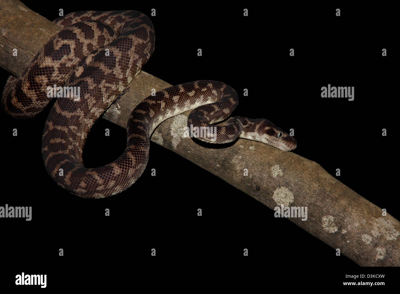À l'échelle approximative, python morelia carinataphotographed dans un studio avec un fond noir prêt pour la découpe Banque D'Images