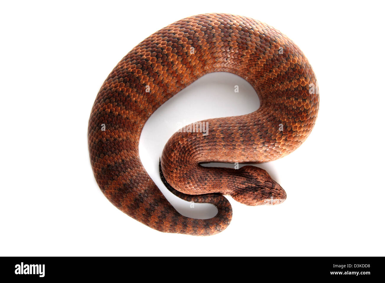 Death Adder acanthophis commun antacticus dans un studio adapté pour la découpe. Banque D'Images