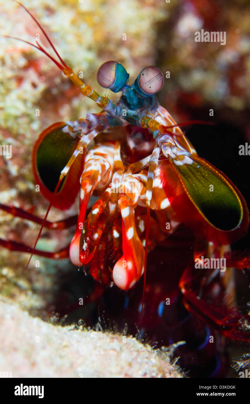 Crevettes Mantis, l'Australie. Banque D'Images