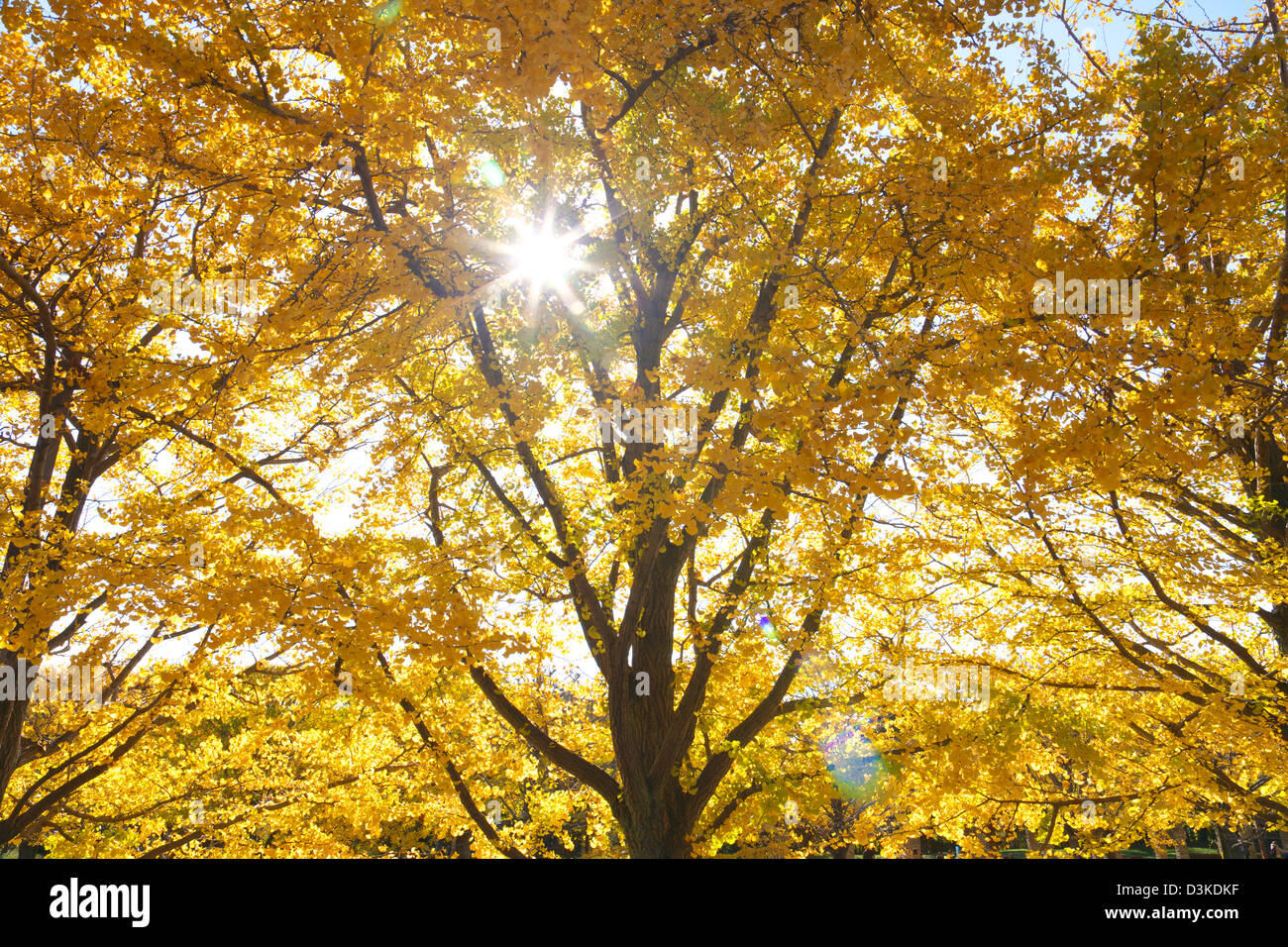 Les arbres de Ginkgo Biloba Banque D'Images