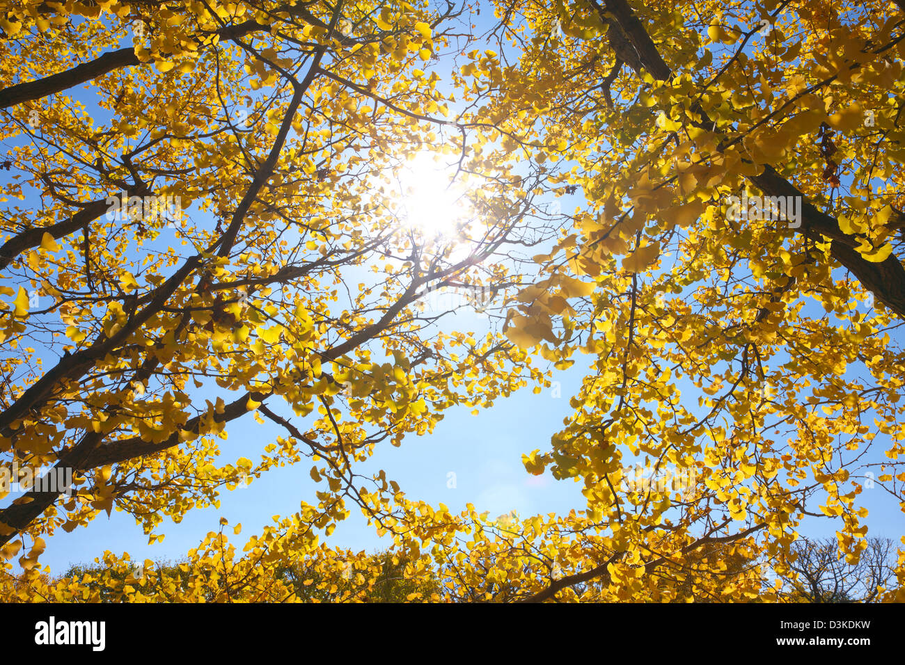 Les arbres de Ginkgo Biloba Banque D'Images