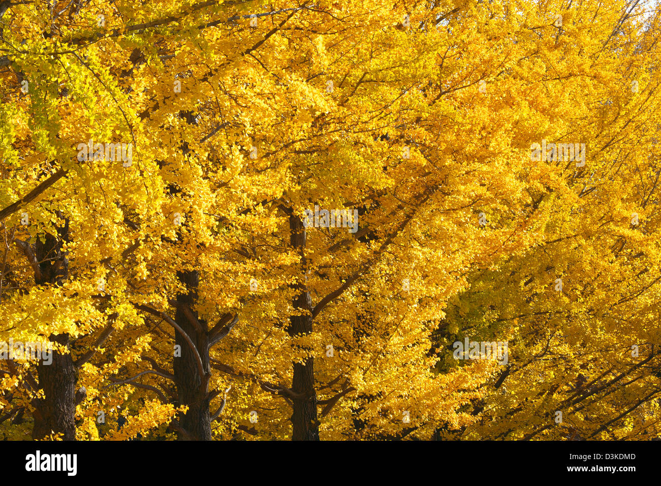Les arbres de Ginkgo Biloba Banque D'Images