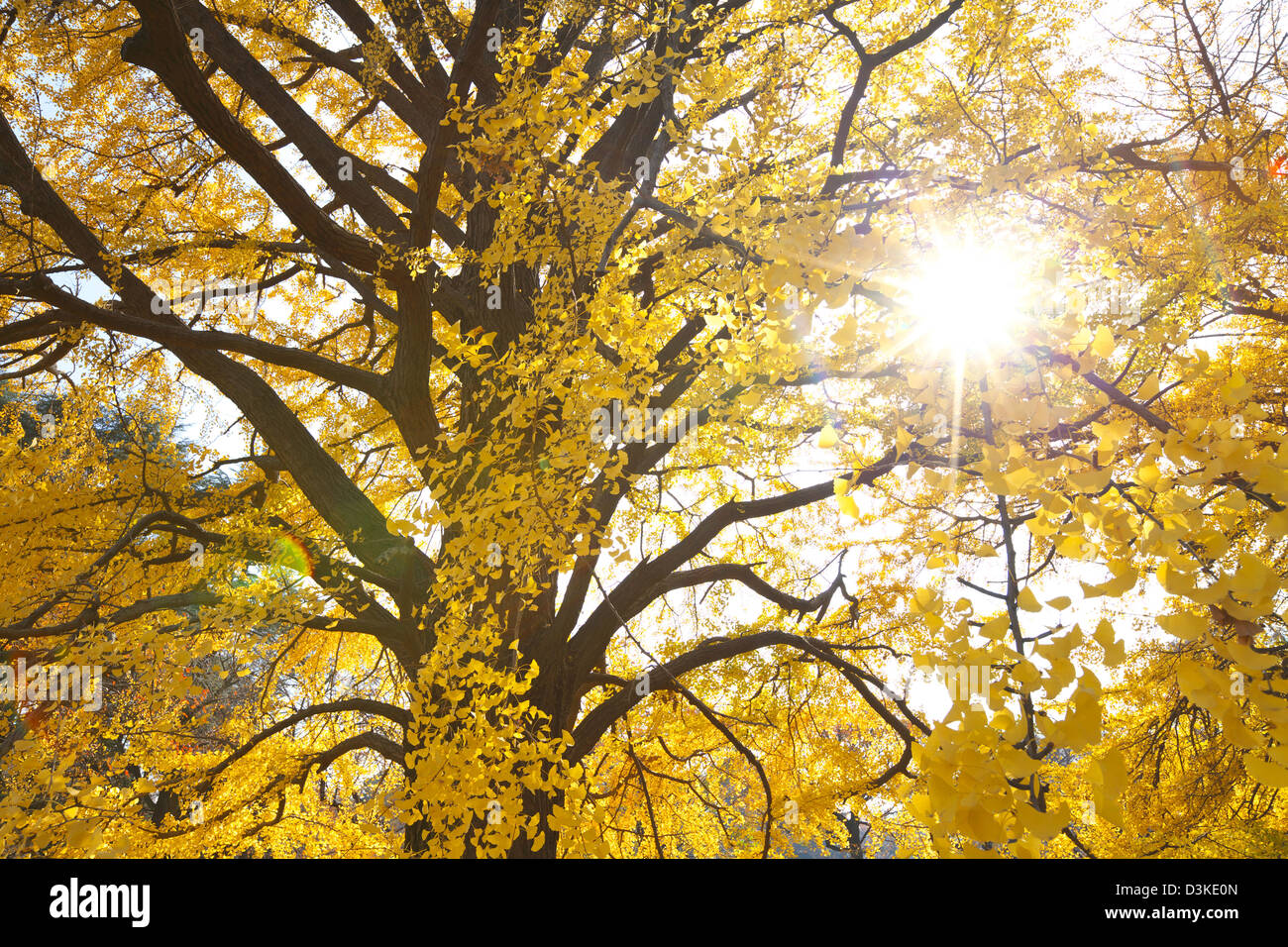 Les arbres de Ginkgo Biloba Banque D'Images