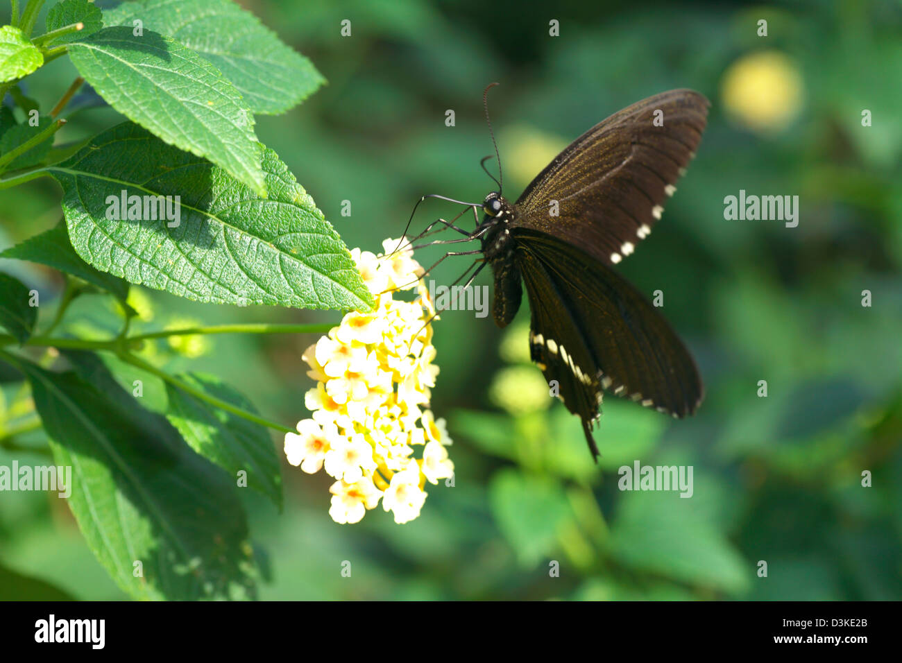 Swallowtail butterfly Banque D'Images