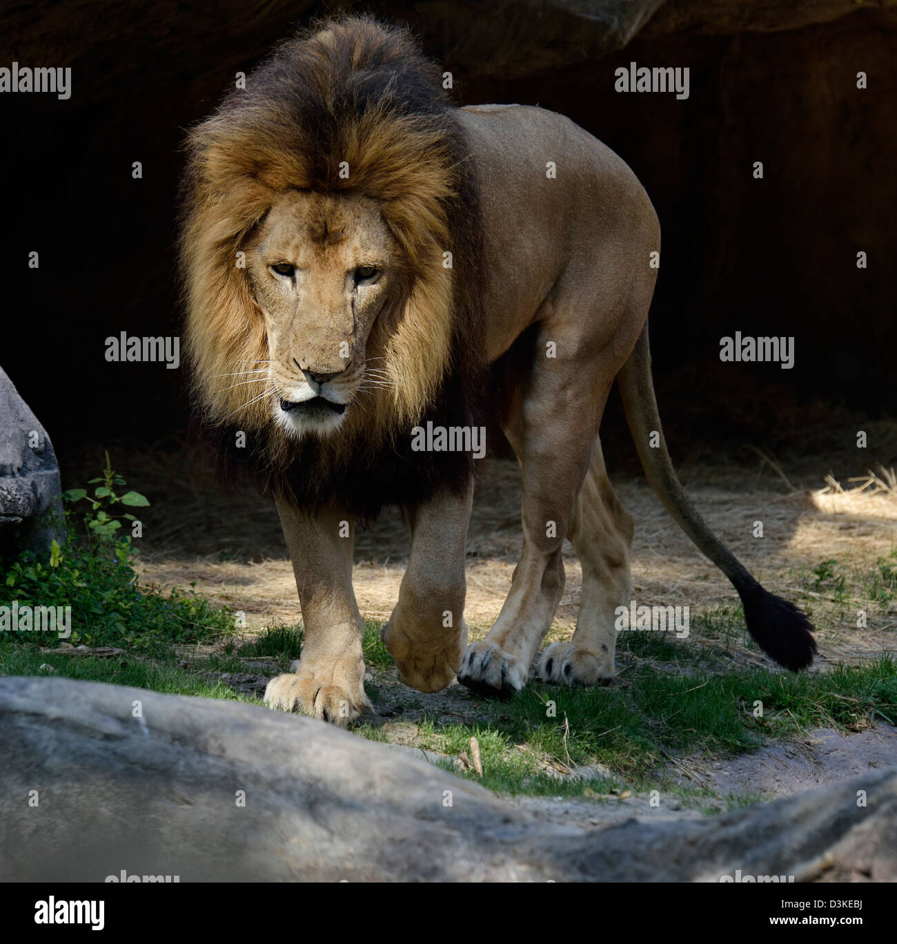 Close Up Photo de Lion Marche Banque D'Images