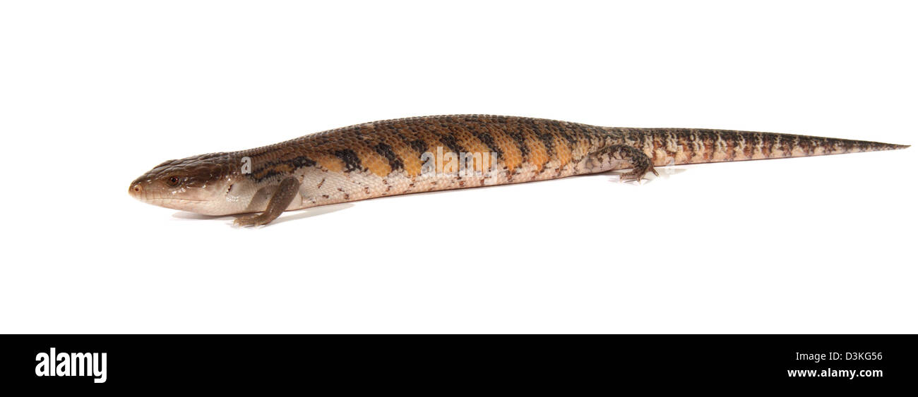 Bleu commun-langue, tiliqua scincoides Banque D'Images