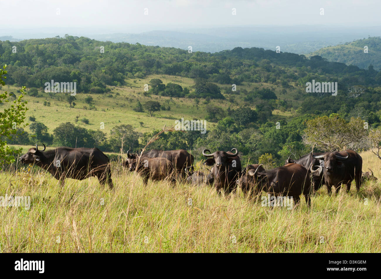 Buffalo (Syncerus caffer caffer), le site Shimba Hills National Reserve, Kenya Banque D'Images