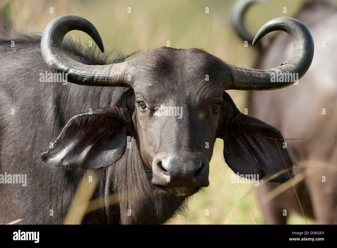 Buffalo (Syncerus caffer caffer), le site Shimba Hills National Reserve, Kenya Banque D'Images