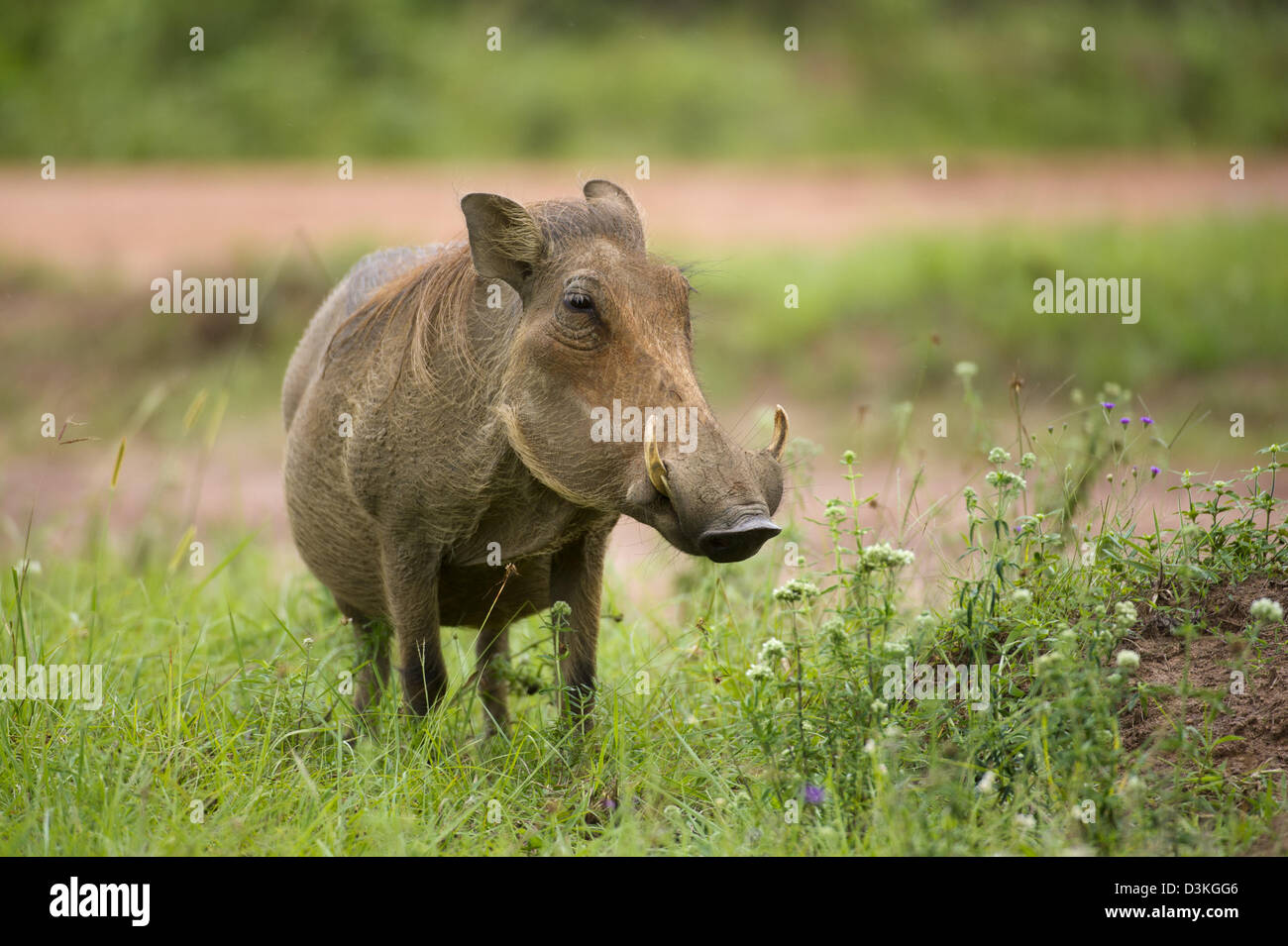 Phacochère (Phacochoerus africanus), le site Shimba Hills National Reserve, Kenya Banque D'Images