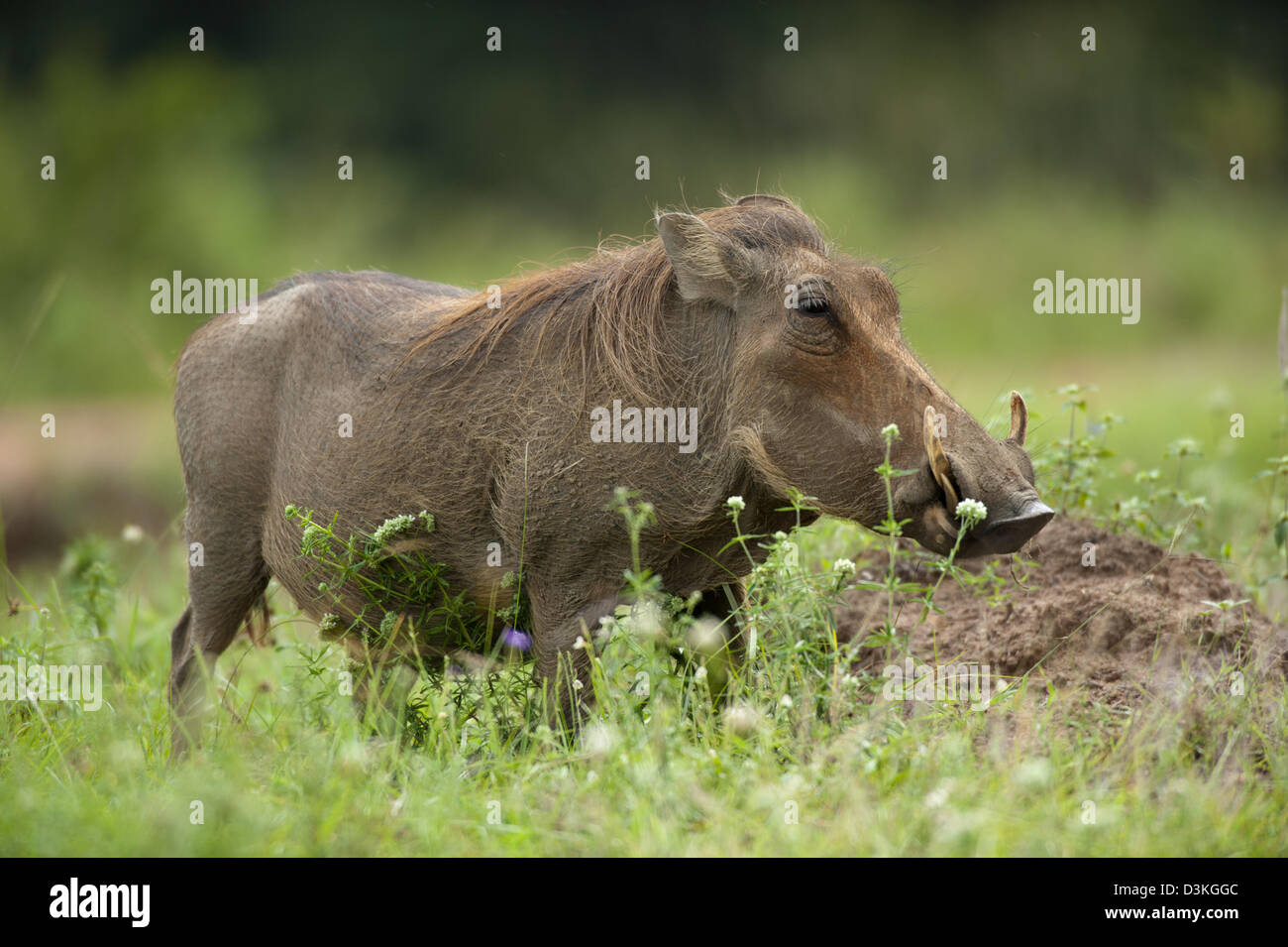 Phacochère (Phacochoerus africanus), le site Shimba Hills National Reserve, Kenya Banque D'Images