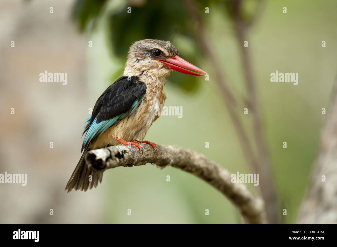 Brown-hooded kingfisher, Halcyon albiventris, Shimba Hills National Reserve, Kenya Banque D'Images