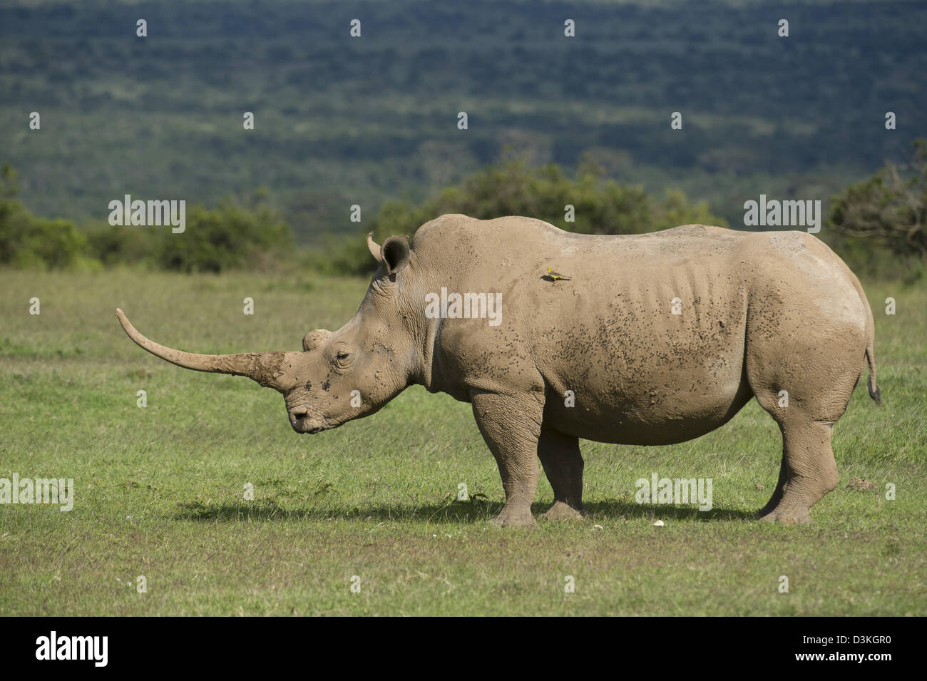 Le rhinocéros blanc (Ceratotherium simum), Jeu Solio Ranch, Laikipia, Kenya Banque D'Images